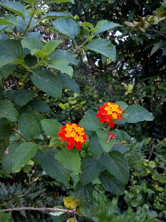 Flor do Leste Florianópolis Extérieur photo